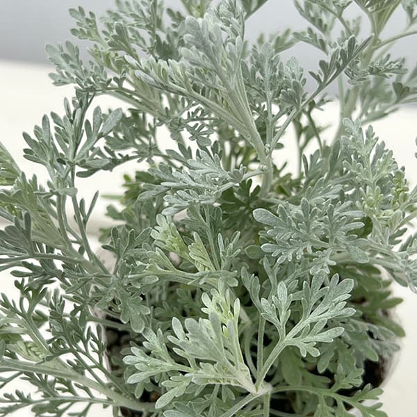 よもぎ 苗のおすすめ人気商品一覧 通販 - Yahoo!ショッピング