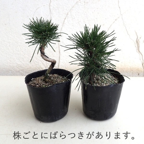 山野草の苗 マツ 三河黒松（みかわくろまつ）2.5-3号ポット : 園芸