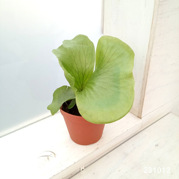 観葉植物 ビカクシダ(コウモリラン) ステマリ...の詳細画像3