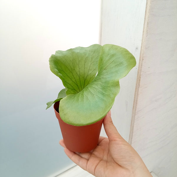 観葉植物 ビカクシダ(コウモリラン) ステマリ...の詳細画像5