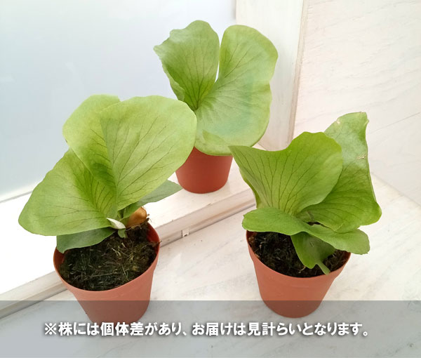 観葉植物 ビカクシダ(コウモリラン) ステマリ...の詳細画像2