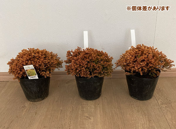 ⭐️多弁咲き⭐️5号鉢4⭐️品種４鉢セット② 5号球（花、ガーデニング）のおすすめ人気商品一覧 通販 - Yahoo