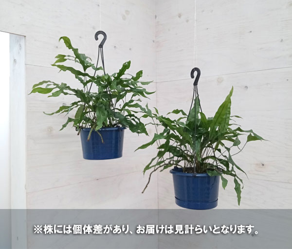 観葉植物/カンガルーファン（ミクロソリウム・ディベルシフォリウム）　5号吊鉢植え*