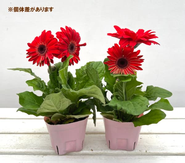 ガーベラ 苗 大輪(苗)の商品一覧 | 花、ガーデニング 通販 ガーベラ 苗 大輪(苗)の商品一覧 | 花、ガーデニング 通販