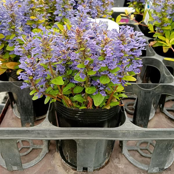 アジュガ（花の苗）｜苗 | 花、ガーデニング のおすすめ人気商品一覧