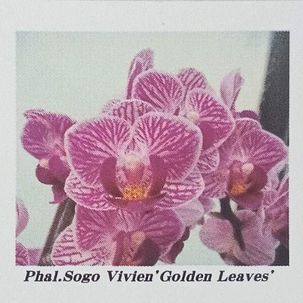 観葉植物/ファレノプシス：Sogo Vivien ’gold Leaves’　2号ポット｜engei｜10