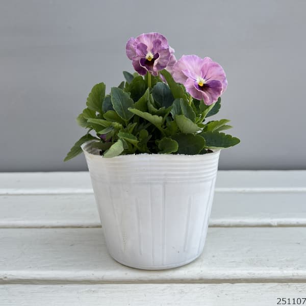 草花の苗 ビオラ ソワレ・アデール3.5号ポット : 園芸ネット - 通販
