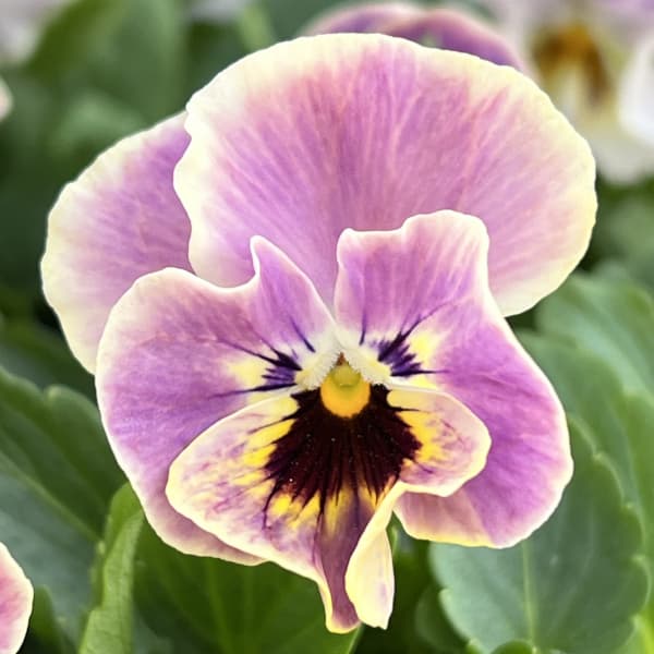 草花の苗 ビオラ ソワレ・アデール3.5号ポット : 園芸ネット - 通販