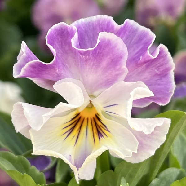 草花の苗 ビオラ ソワレ・アデール3.5号ポット : 園芸ネット - 通販