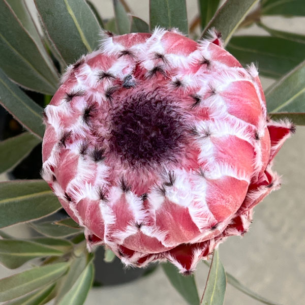 プロテアのおすすめ人気商品一覧 通販 - Yahoo!ショッピング