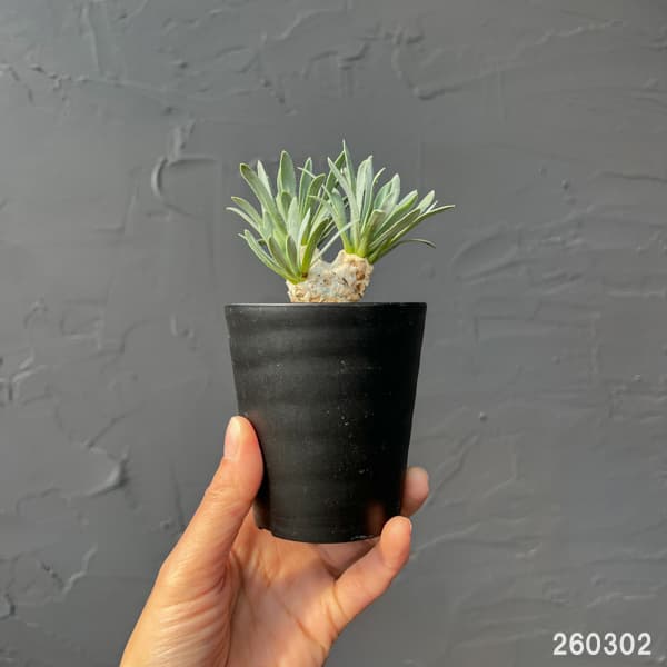 観葉植物 オトンナ レトロルサ 3号鉢植え*の詳細画像3