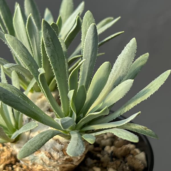 観葉植物 オトンナ レトロルサ 3号鉢植え*の詳細画像4