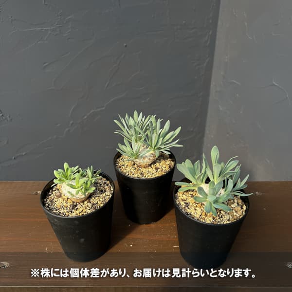 観葉植物 オトンナ レトロルサ 3号鉢植え*の詳細画像1