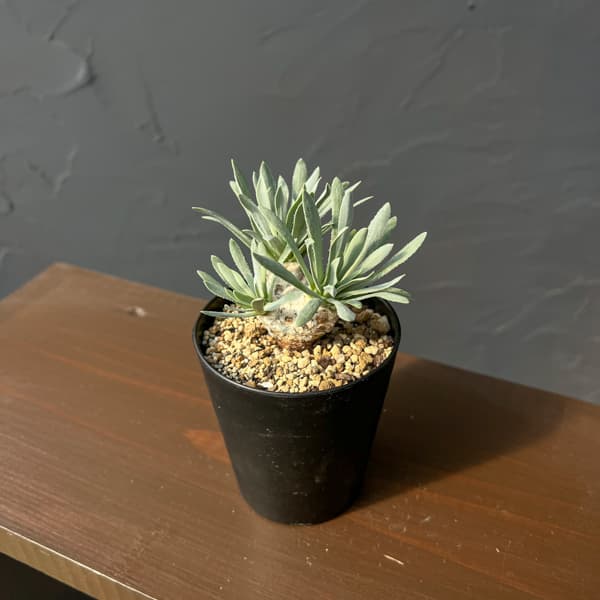 観葉植物 オトンナ レトロルサ 3号鉢植え*の詳細画像5