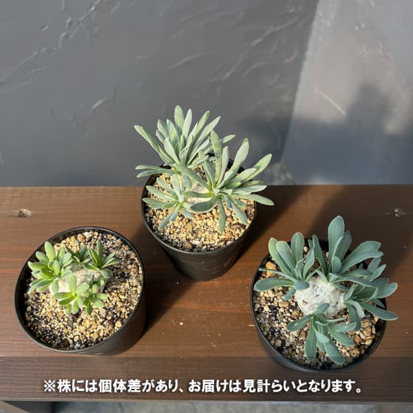 観葉植物 オトンナ レトロルサ 3号鉢植え*の詳細画像2