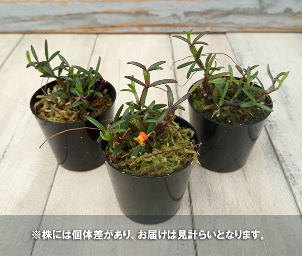 観葉植物/メディオカルカー：デコラタム　2号硬質ポット｜engei｜05