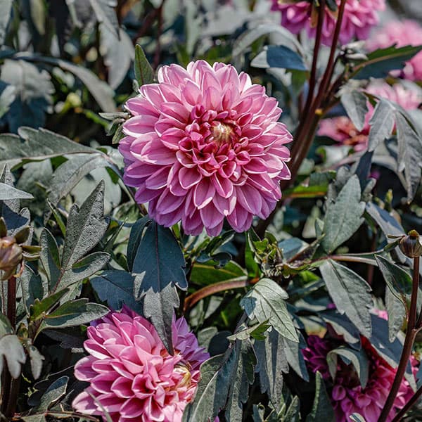 草花の苗 ダリア(黒葉) ミスティックノワール...の詳細画像5
