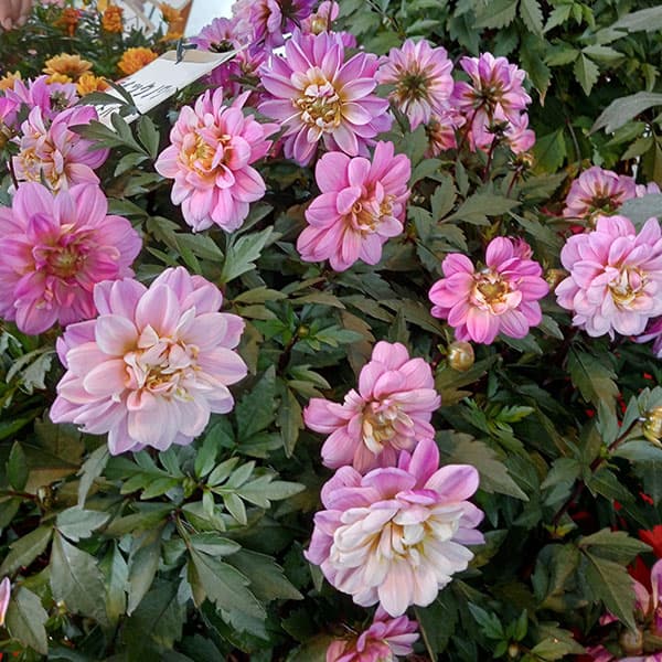 草花の苗 ダリア(黒葉) ミスティックノワール...の詳細画像2