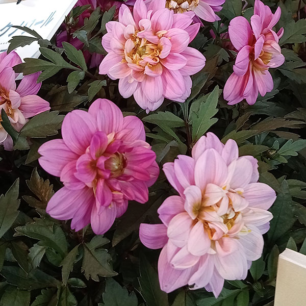 草花の苗 ダリア(黒葉) ミスティックノワール...の詳細画像3