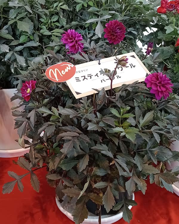草花の苗 ダリア(黒葉) ミスティックノワール...の詳細画像2
