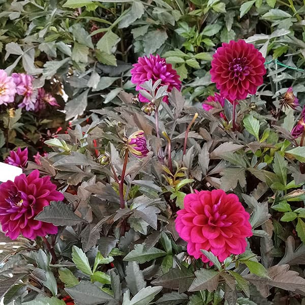 草花の苗 ダリア(黒葉) ミスティックノワール...の詳細画像4