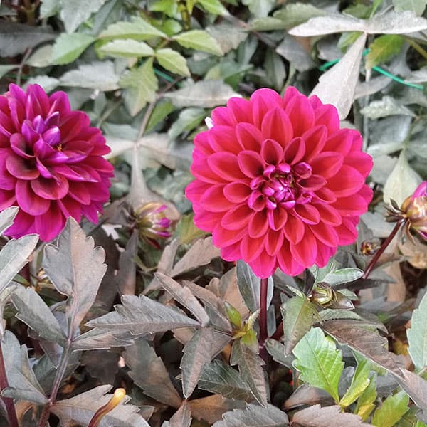 草花の苗 ダリア(黒葉) ミスティックノワール...の詳細画像5