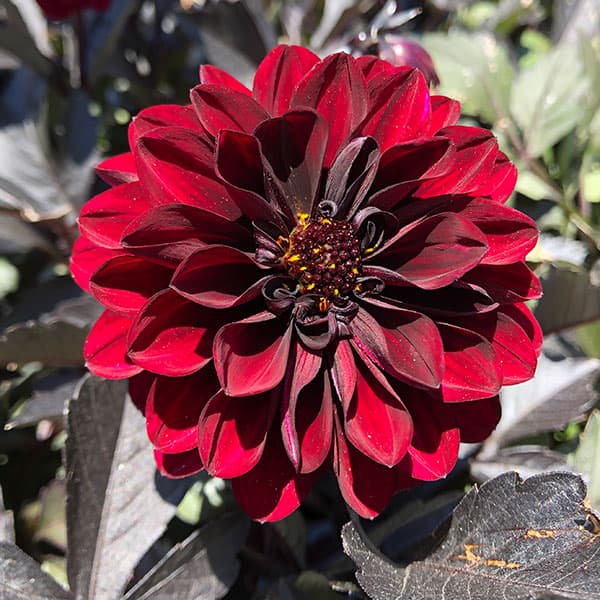 草花の苗 ダリア(黒葉) ミスティックノワール...の詳細画像3