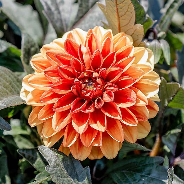 ダリア 球根（球根、種芋） | 花、ガーデニング の商品一覧 通販