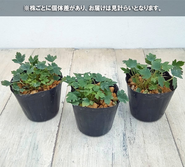 山野草の苗 ダイモンジソウ(大文字草) 那智小...の詳細画像3
