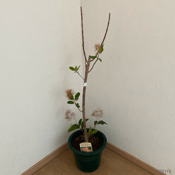 花木 庭木の苗/スモークツリー：ラブリーローズ7号ポット｜engei｜02