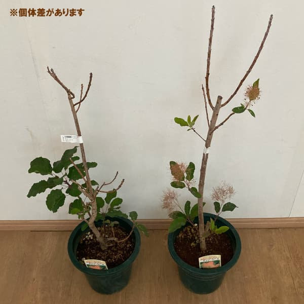 花木 庭木の苗/スモークツリー：ラブリーローズ7号ポット｜engei｜04