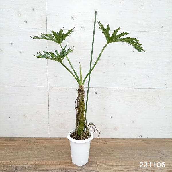 観葉植物 セローム（観葉植物）の商品一覧 | 花、ガーデニング 通販