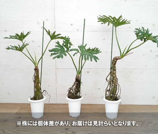 観葉植物 セローム（観葉植物）の商品一覧 | 花、ガーデニング 通販