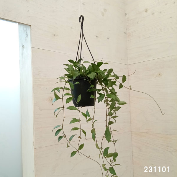 ホヤ 植物（観葉植物）の商品一覧 | 花、ガーデニング 通販 - Yahoo