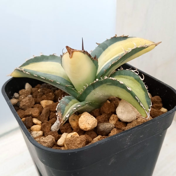 観葉植物 アガベ チタノタ No.1 白中斑 6cmスクエア（3号）鉢植え23