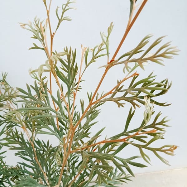 お得 花木 庭木の苗/グレビレア：ドーンパープル　7号鉢植え ザ・ファームセレクト