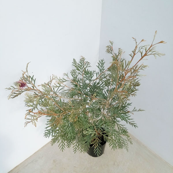 お得 花木 庭木の苗/グレビレア：ドーンパープル　7号鉢植え ザ・ファームセレクト