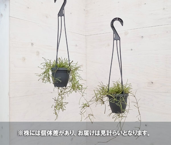 ホヤ 植物（観葉植物）の商品一覧 | 花、ガーデニング 通販 - Yahoo!ショッピング