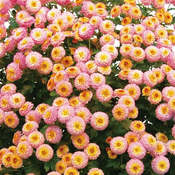草花の苗 サマーセール (わけあり特価)キク(...の詳細画像2