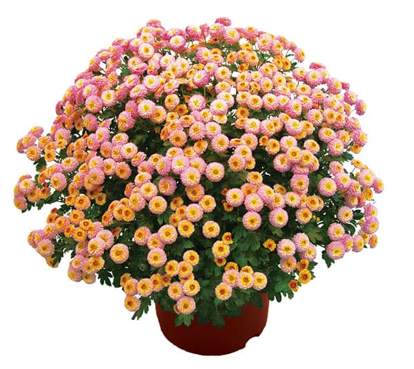 草花の苗 サマーセール (わけあり特価)キク(...の詳細画像3