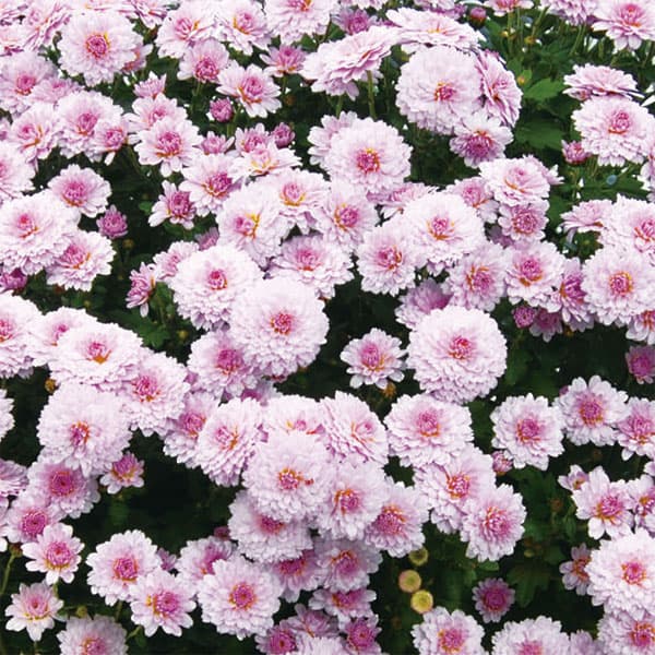 草花の苗 サマーセール キク(菊) ガーデンミ...の詳細画像3