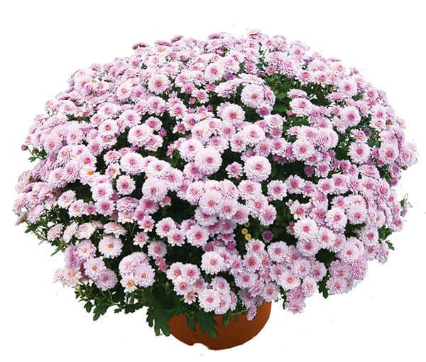 草花の苗 サマーセール キク(菊) ガーデンミ...の詳細画像4