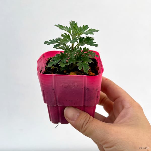 草花の苗 サマーセール キク(菊) ガーデンミ...の詳細画像1
