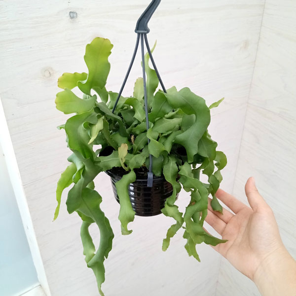 クジャクサボテン（サボテン、多肉植物） | 花、ガーデニング の商品
