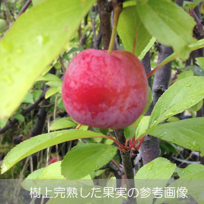 果樹の苗/スモモ(プラム）：彩の姫（さいのひめ）4.5号ポット｜engei｜05