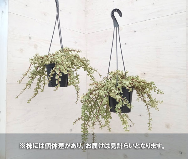 観葉植物/ポーチュラカ：アフラ　5号吊り鉢｜engei｜05