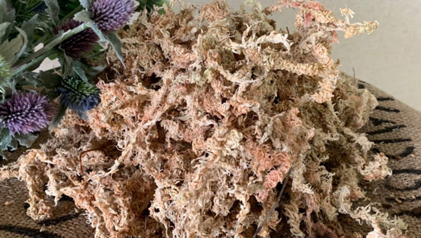 ミズゴケ（水苔）：ニュージーランド産水苔３A 3kg入り 送料無料