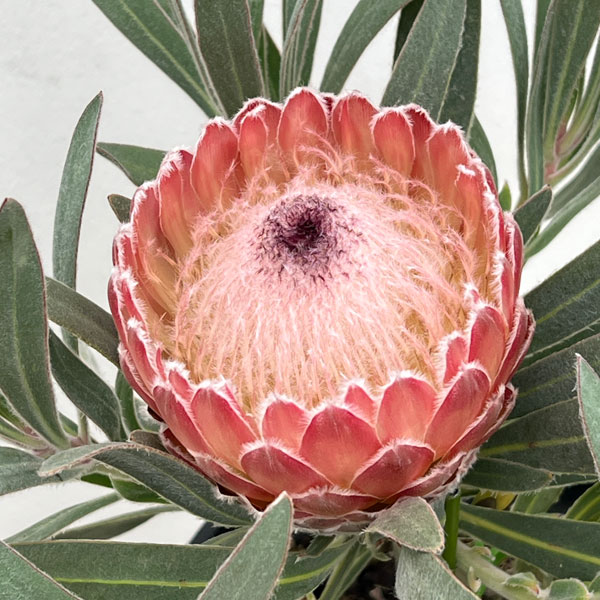 プロテア　キングホワイト　4.5号苗 園芸ネット本店｜プロテア：キングホワイト（19-02）10号鉢 の通販【公式】