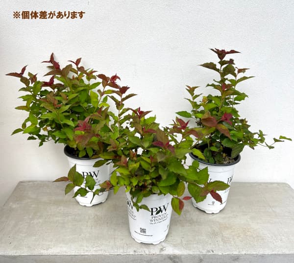 ミツバシモツケ（苗） | 花、ガーデニング のおすすめ人気商品一覧