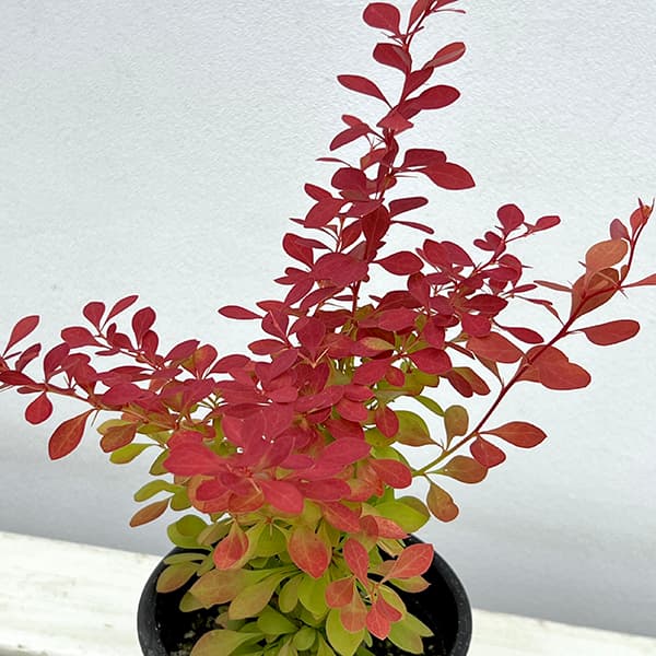 花木 庭木の苗 メギ(バーベリス) サンジョイ...の詳細画像2